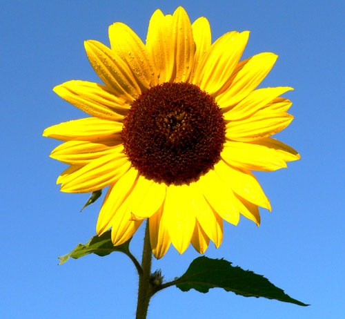 Image Image